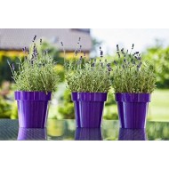 Flower Pots Classic Violet