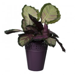 Flower Pots Crown -Violet