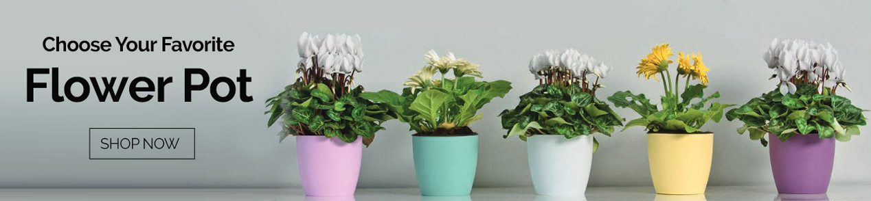 Online Flower Pots Shop