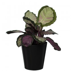10 Pack-Black Aga Flower Pot